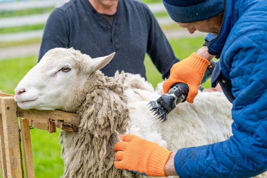 Farmers carefully shearing a Merino sheep, showcasing the process of harvesting soft, sustainable wool for high-quality products.